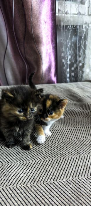 Продам котят мама британка