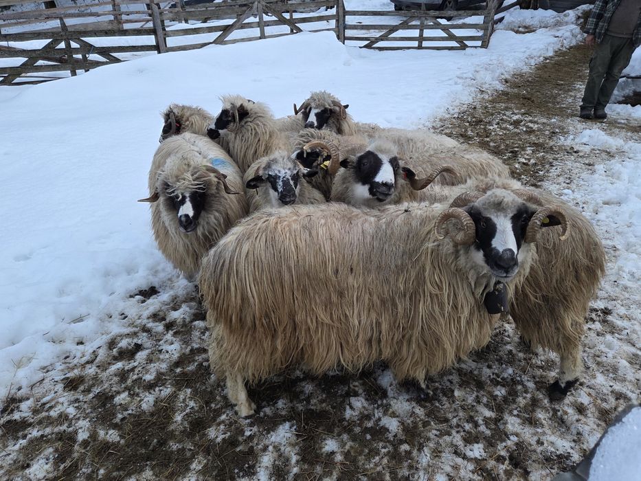 Vand oi turcane breze