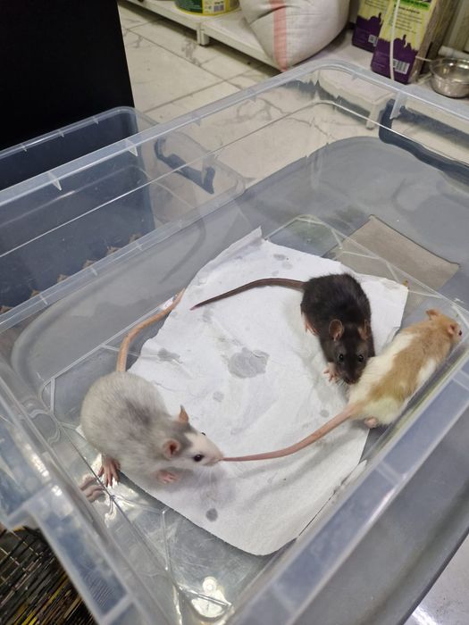 Декоративные крысы