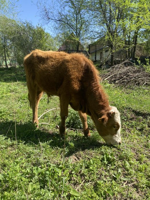 Телёнок бычки