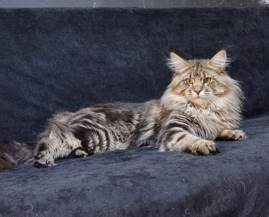 Maine coon puiut