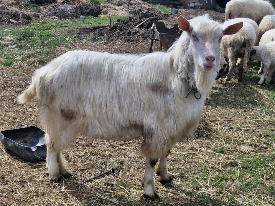 Țap banatean bun de monta