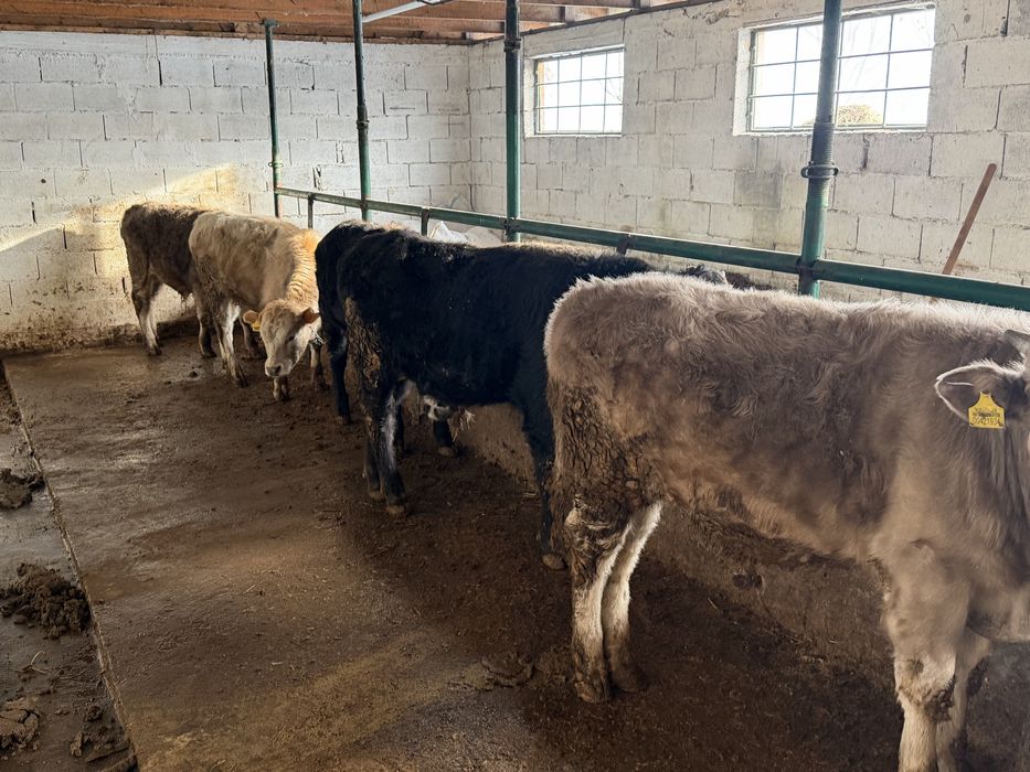 Бычки на продаже