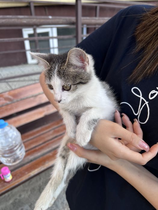 Кошка маленькая Батыс 2