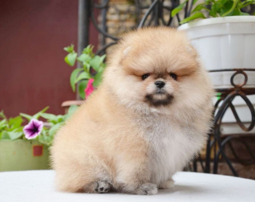 Baietel pomeranian mini/toy!