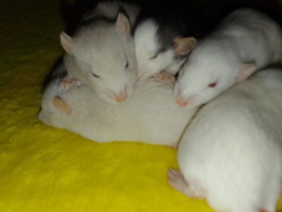 Крыски Дамбо хаски капюшон