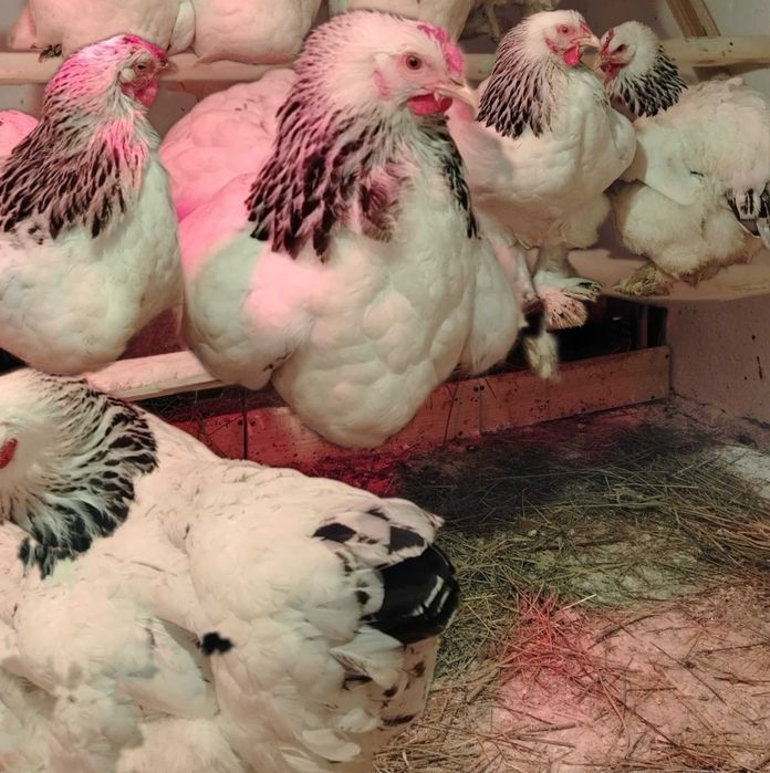 Ouă pentru incubat.