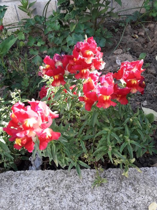 Мини кученца ...