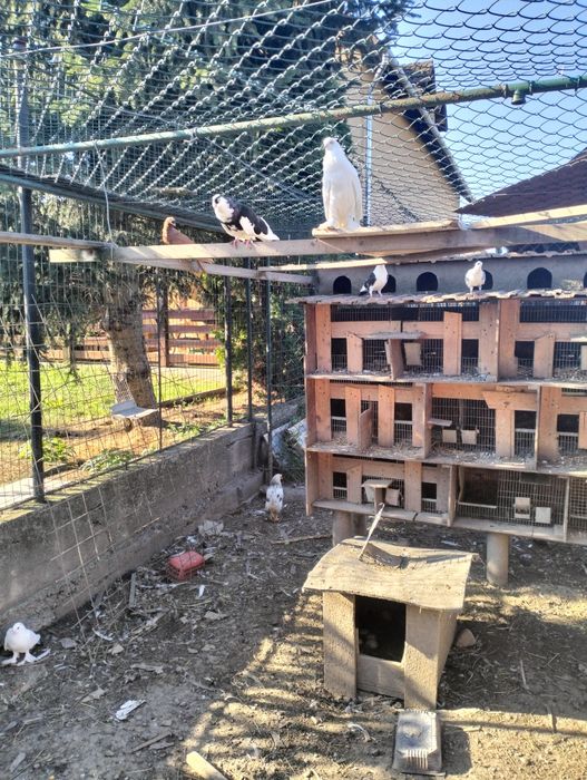 Porumbei galateni,incaltati, susțineți,voiajori