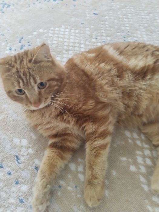 Серебристый котик