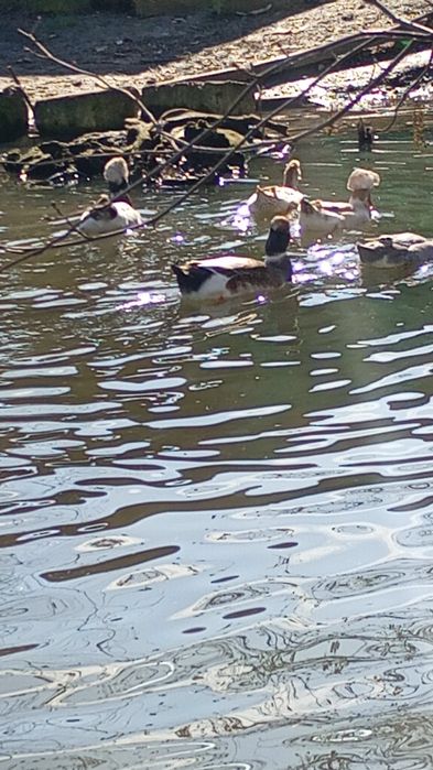 Vând ouă de rață moțată