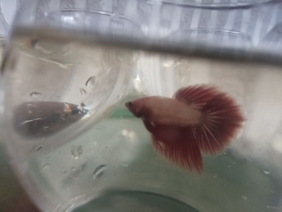 Петушок балик самец