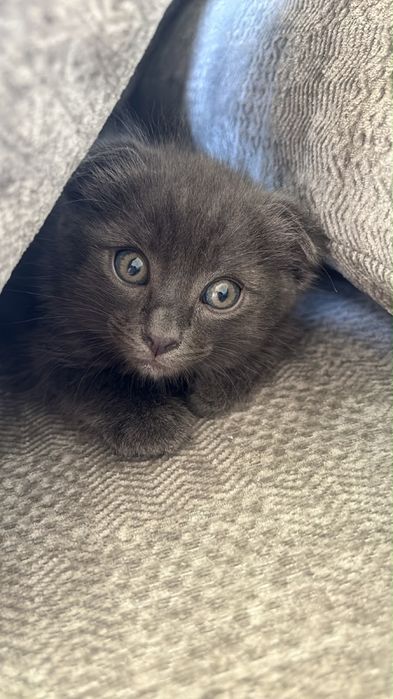 Отдам котенка , 2месяца , мальчик вислоухий