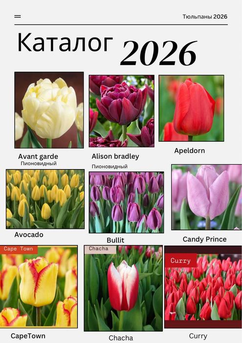 Тюльпаны с Теплицы