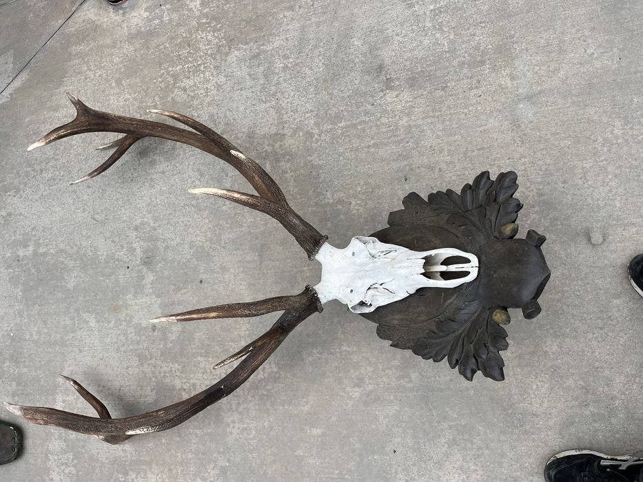 Глава трофей от муфлон
