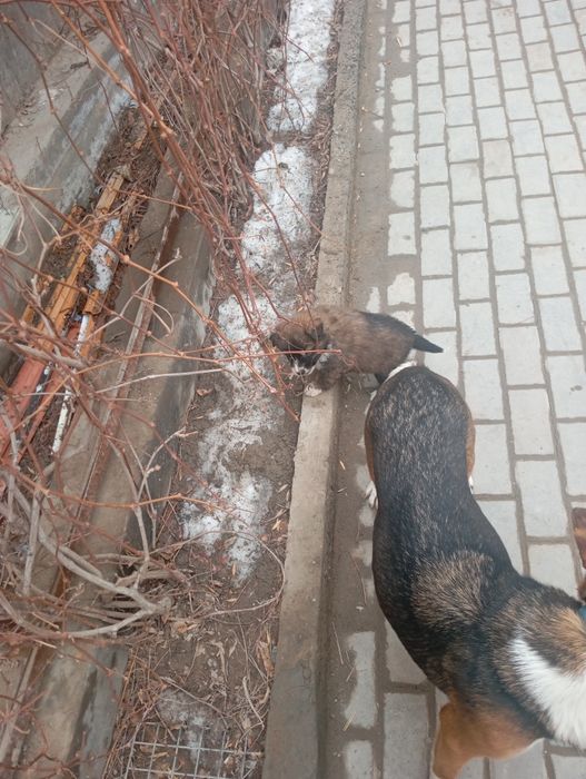 Канден кушыктеры кабаган