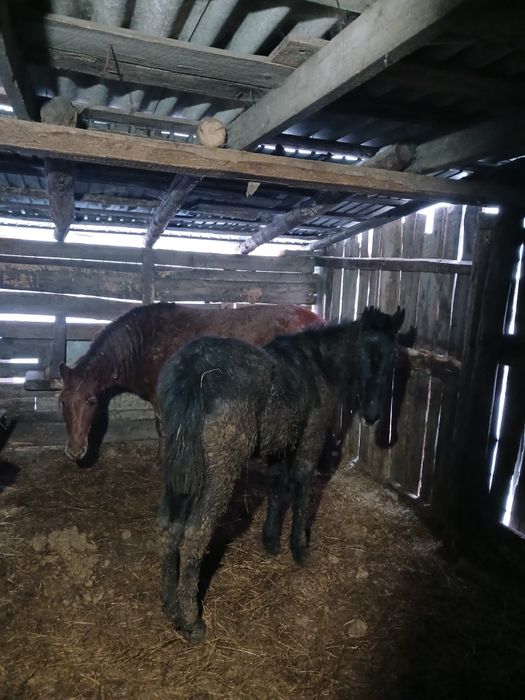 Продам Бие,тай на откорме