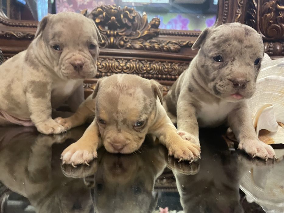 Американский булли щенки