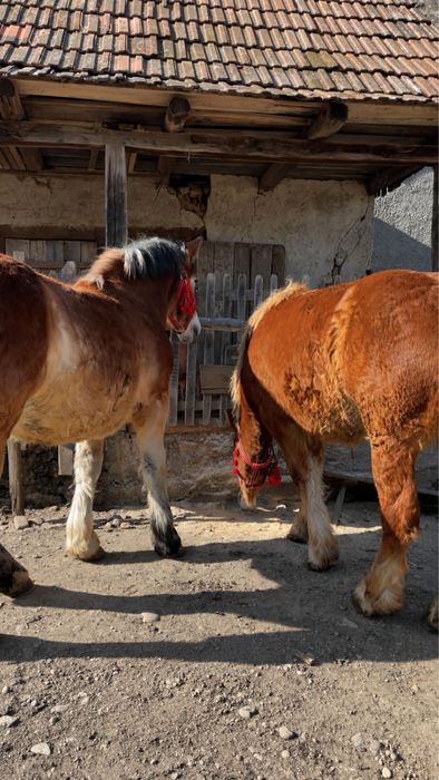 Vand doua manze de un an