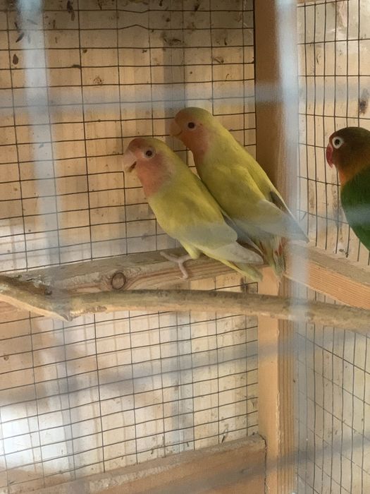 Попугайчики неразлучники молодые продаются