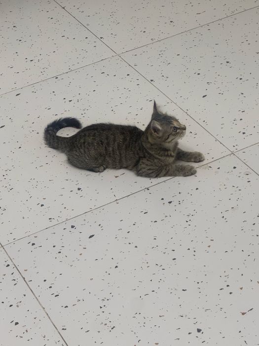 Котенка бесплатол