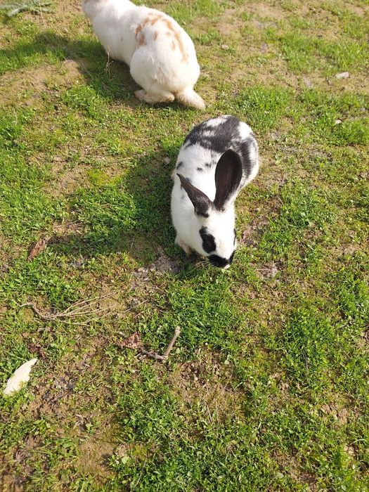 Quyon bolalari sotiladi