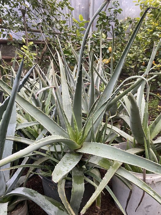 Алоэ вера многолетние