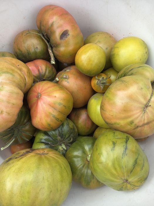 Продам домашние помидоры