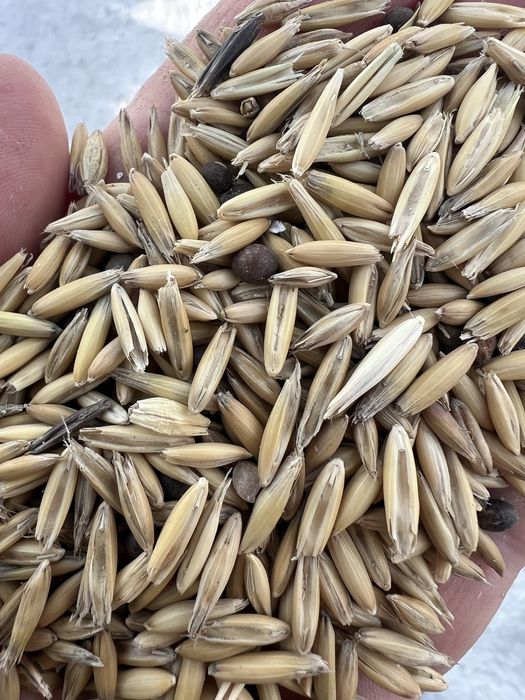 Овёс ! От Костаная  25 км !