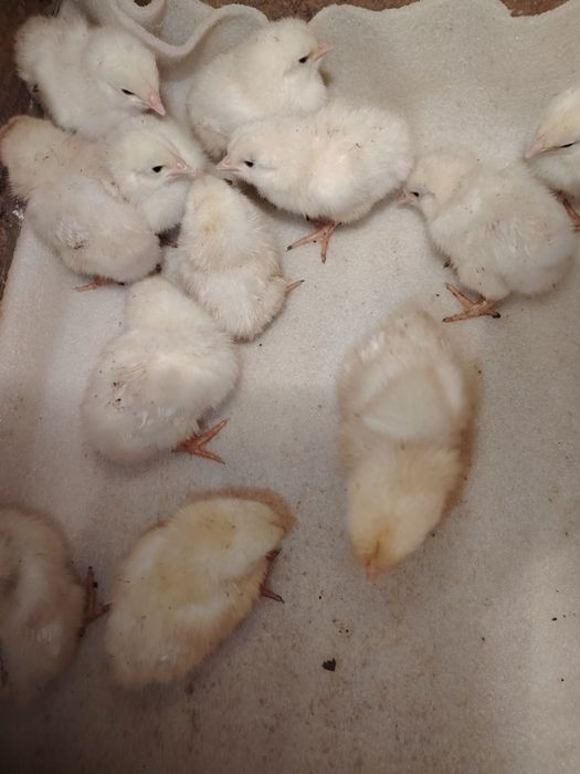 Продам цыплят Легорн