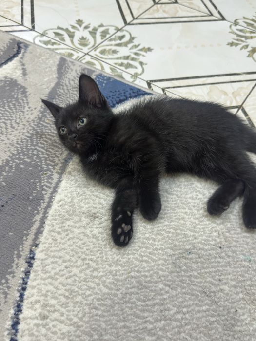 Котенок девочка. Отдадим в хорошие руки