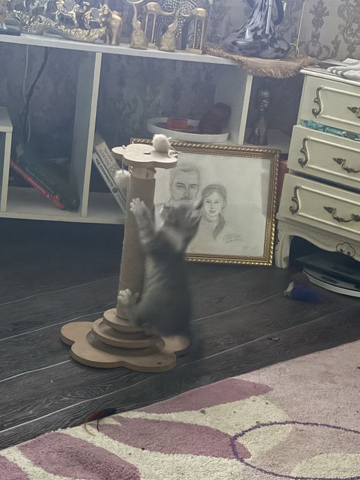 Котята девочки бесплатно