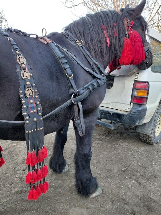 Vand manza de 4 ani