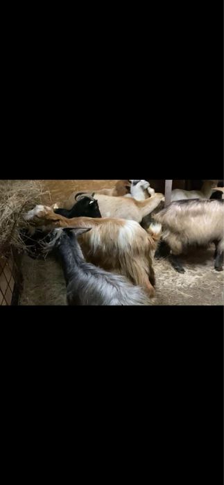 Schimb 8 capre tinere cu oi