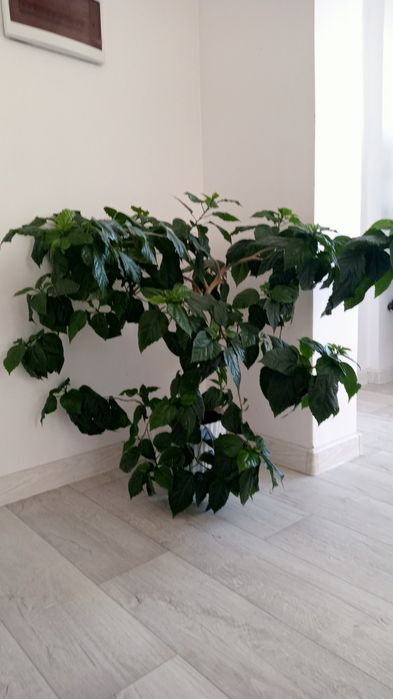 Прода китайскую розу (гибискус)