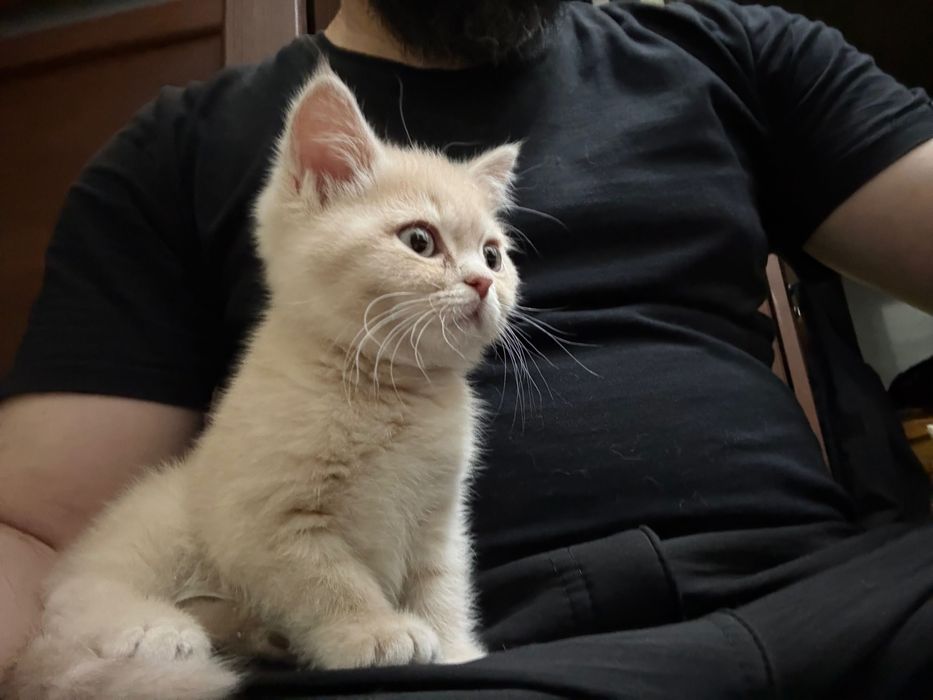 Mushuk bolasi sotiladi