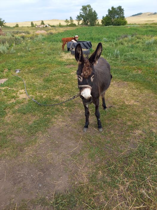 Продам ослика девочка.