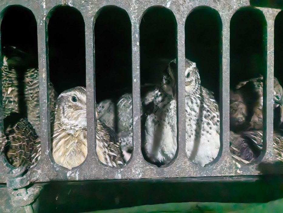 Продам перепёлок