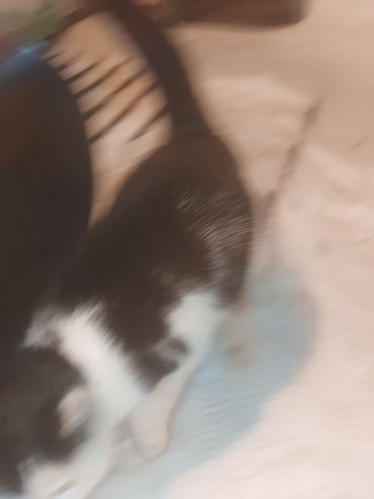 Отдам котят мальчик