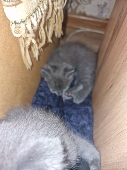 Котята котята котята