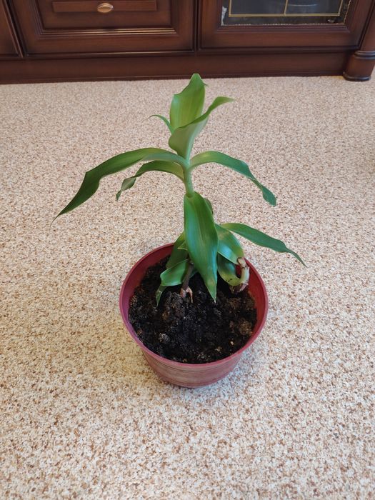 Продам золотой ус