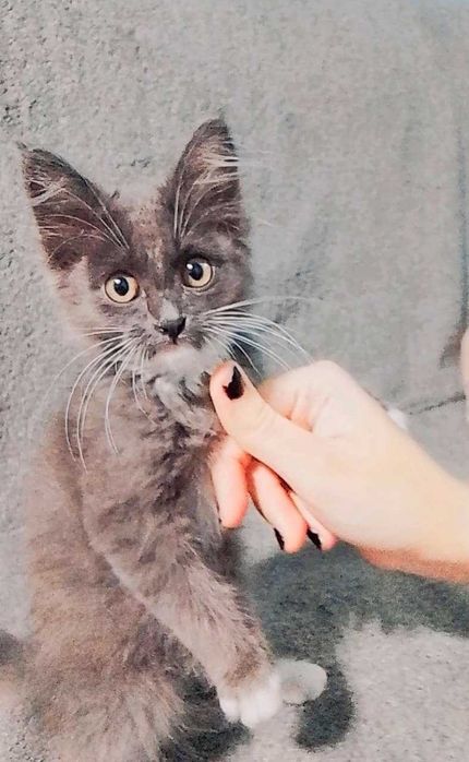 Котёнок-девочка, 2 месяца