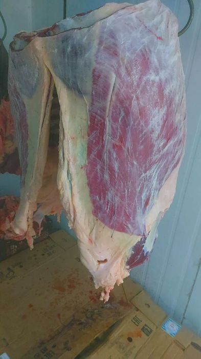 Согым байтал жабагы