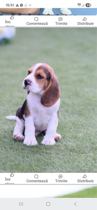 Beagle tricolor