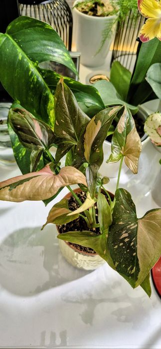 Syngonium, begonia, scindapsus , philodendron, thai, adansonii mint