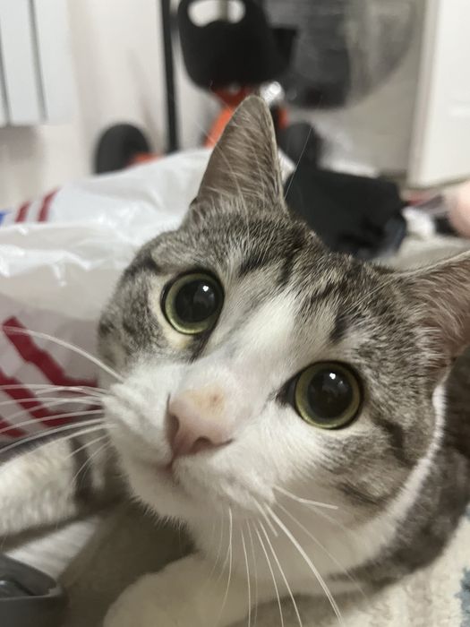 Отдам кота в добрые руки