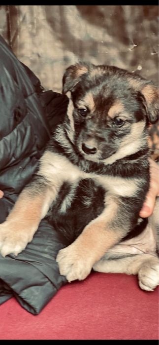 Щенки бесплатно в добрые руки