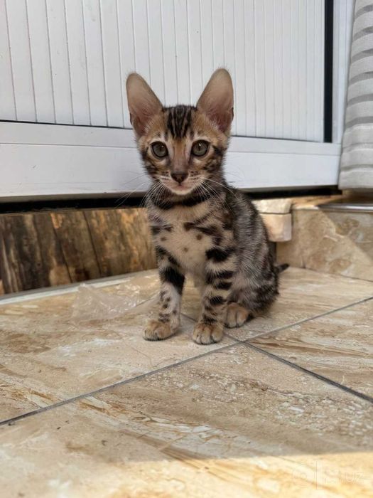 Чистокровные бенгальские котята