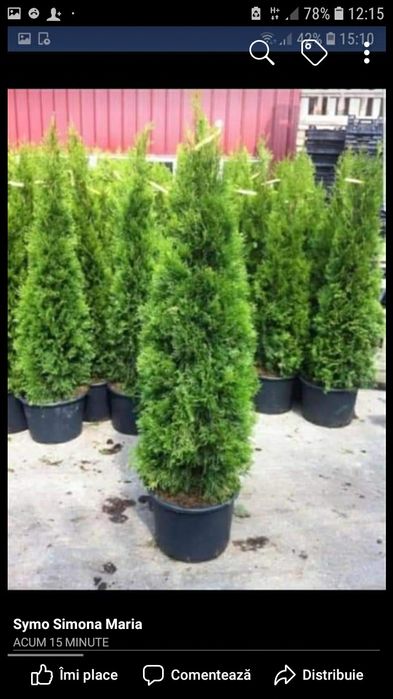 Tuia ,brazi ,mesteacăn .(plante ornamentale)