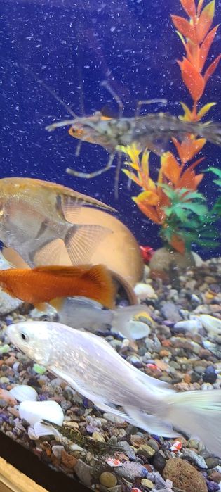 Аквариум,рыбки,криветки